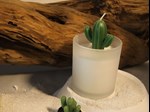 simulation succulent glasss candle