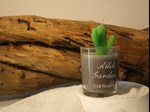 garden plant candle