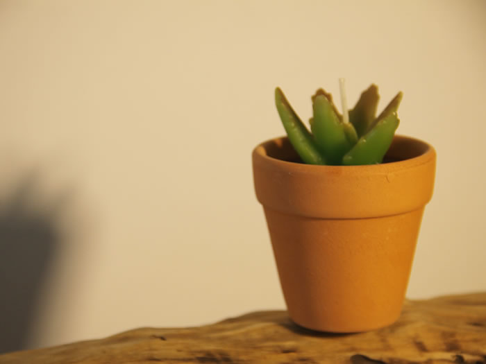 succulent plants candle