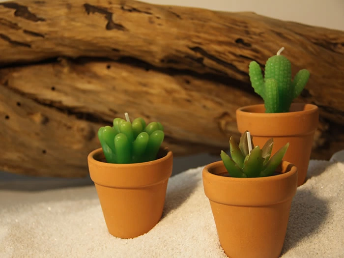 succulent plants candle