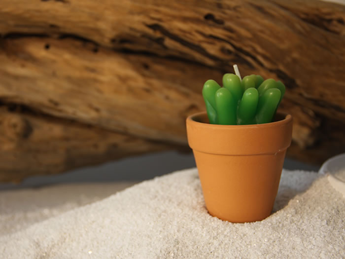 succulent plants candle