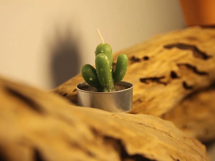 succulent tealight candles