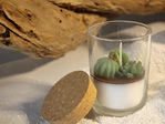 succulents plant candle