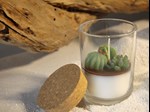 succulents plant candle